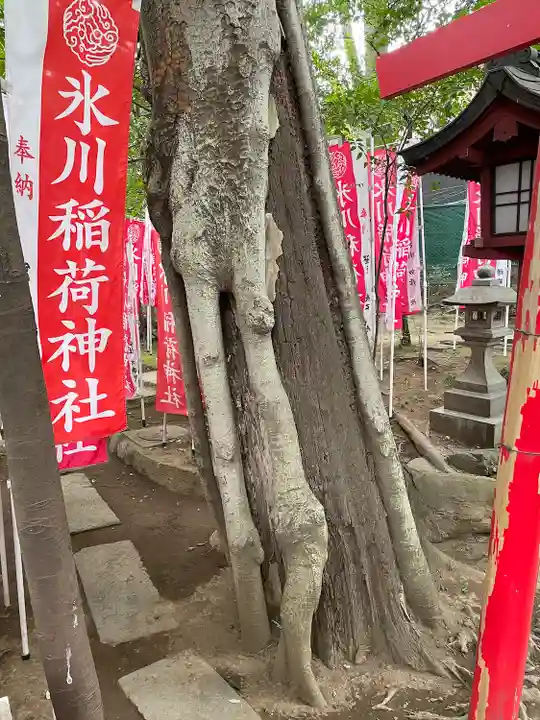 武蔵一宮氷川神社(埼玉県)