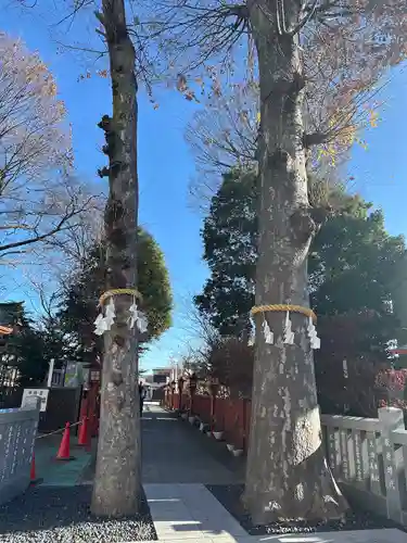 川越八幡宮(埼玉県)
