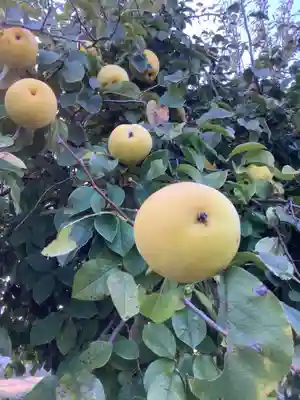勝川廃寺「醍醐寺跡」の自然