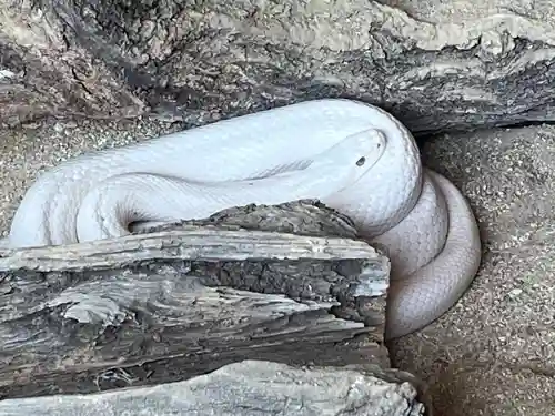 赤水蛇石神社の動物