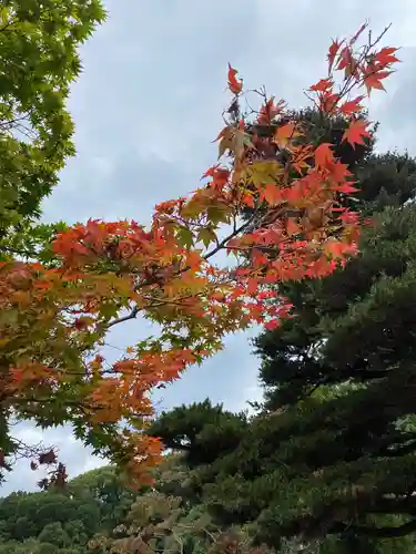 京都乃木神社の自然
