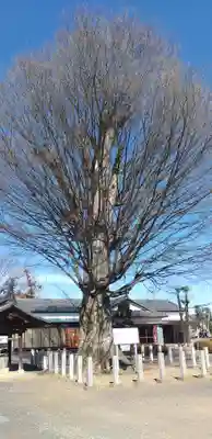 小泉神社の自然