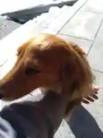 杉杜白髭神社(福井県)