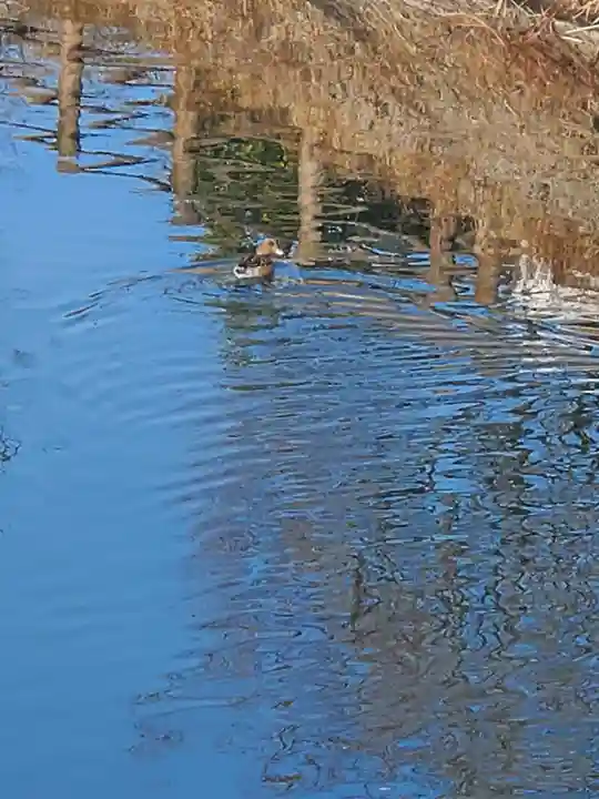 寶常寺(栃木県)