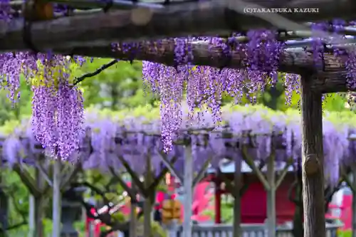 亀戸天神社の自然