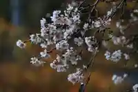 鹿島大神宮の自然