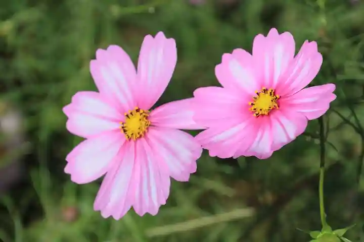 阿久津「田村神社」(郡山市阿久津町)旧社名:伊豆箱根三嶋三社の庭園