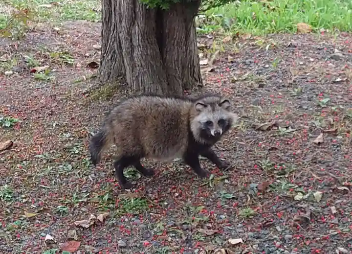 留辺蘂神社の動物