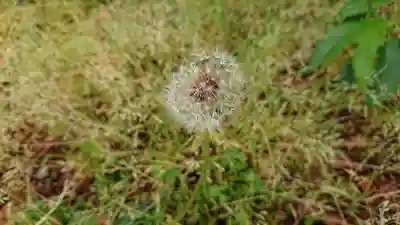 水神社（中瀬町）(静岡県)
