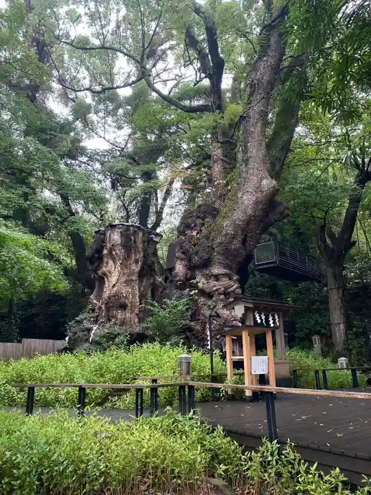 來宮神社(静岡県)