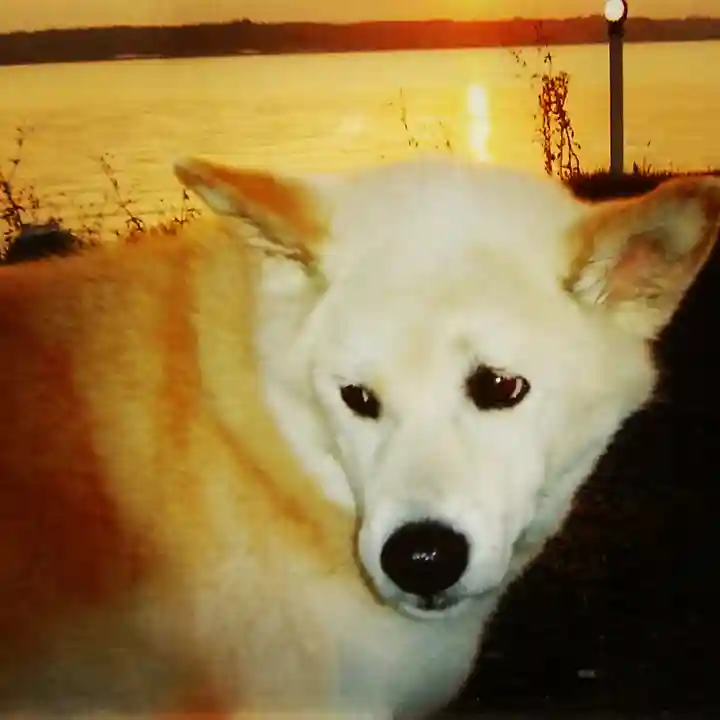 神田神社(神田明神)の動物