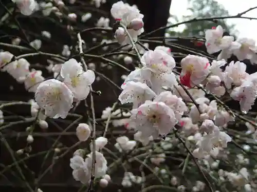 飛鳥坐神社の自然