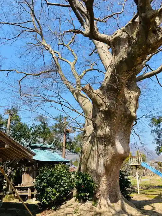 櫻井神社の自然