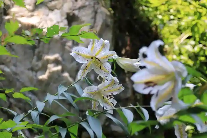 鹿島大神宮の自然