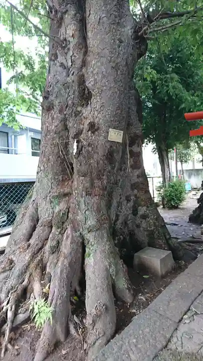 豊川稲荷神社の自然