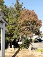 伏木香取神社の自然