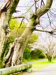 金村別雷神社(茨城県)