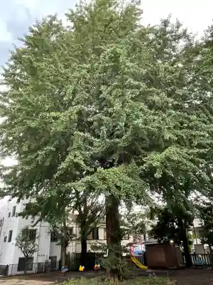 稲荷森稲荷神社の自然