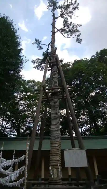 荻窪八幡神社の自然