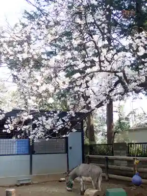 天照皇大神(神奈川県)