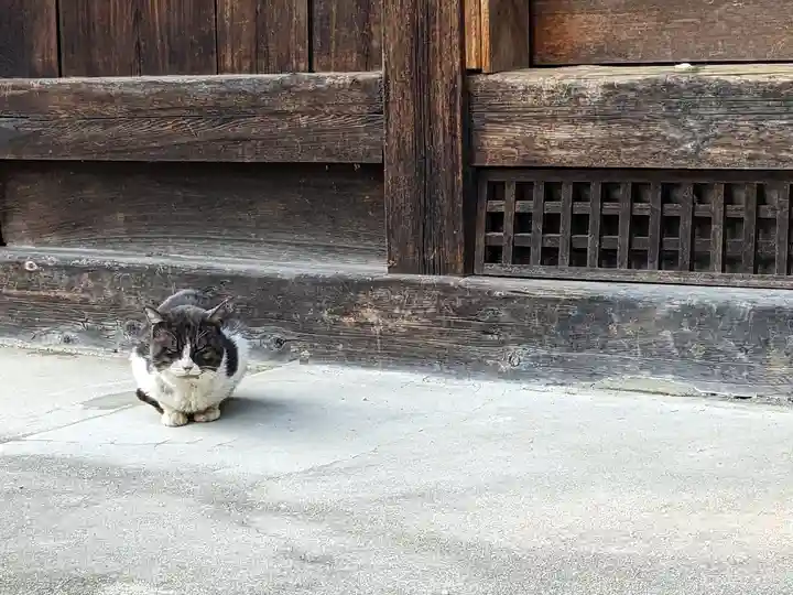 八幡社(柏井町)の動物