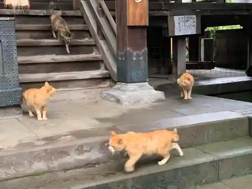 太宗寺の動物