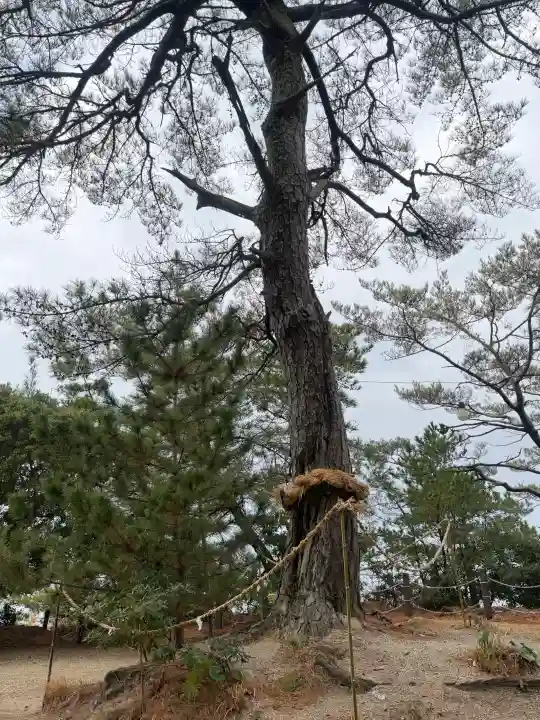 妙見神社の{uncategorized: "未分類", other: "その他", undefined: "問題あり", building: "その他建物", grave: "お墓", sacred_gate: "鳥居", guardian: "狛犬", statue: "像", buddha: "仏像", history: "歴史", nature: "自然", garden: "庭園", animal: "動物", pagoda: "塔", temizu: "手水舎", mountain_gate: "山門・神門", sanctuary: "本殿・本堂", subordinate: "末社・摂社", art: "芸術", scenery: "景色", jizo: "地蔵", ema: "絵馬", goshuin: "御朱印", omikuji: "おみくじ", items: "授与品その他", amulet: "お守り", goshuincho: "御朱印帳", eats: "食事", festival: "お祭り", votive_dance: "神楽", shichigosan: "七五三参", wedding: "結婚式", experience: "体験その他", initially: "初詣", around: "周辺", anti_infection: "感染症対策"}