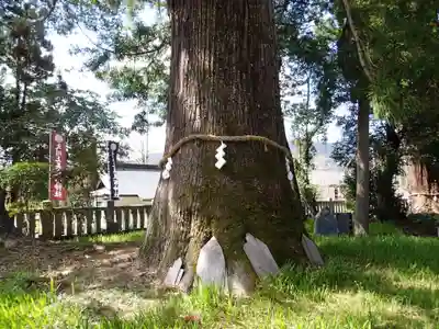 大川上美良布神社の自然