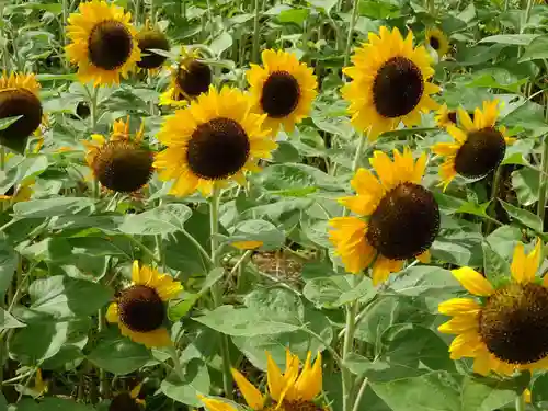 立志神社の自然