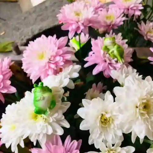 彌彦神社　(伊夜日子神社)の手水舎