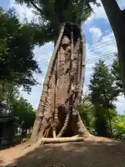 白鬚神社(埼玉県)