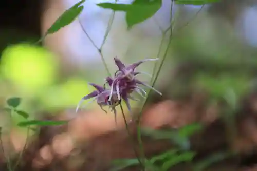 鹿島大神宮の自然