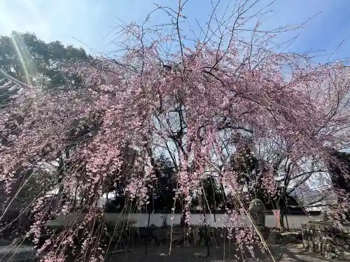 道成寺(和歌山県)