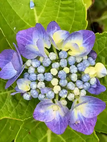 高屋敷稲荷神社(福島県)