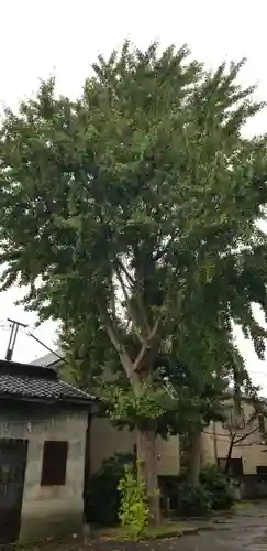 中川氷川神社の自然