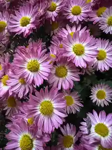 大宮温泉神社(栃木県)(2023年11月25日(土) 17時11分58秒投稿)