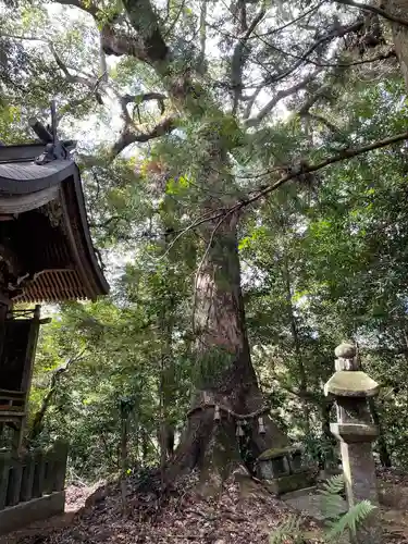 日吉神社の自然
