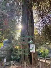 茂林寺の自然