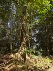 池戸八幡神社の自然