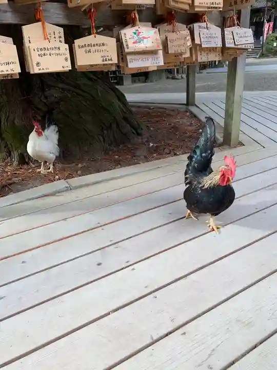 大崎八幡宮の動物