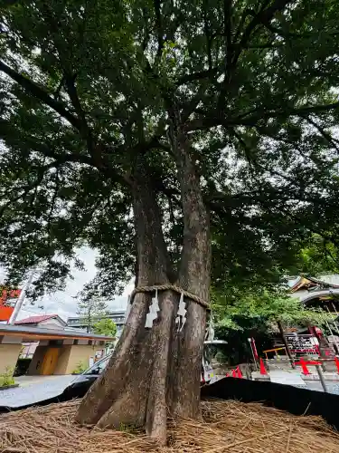 鎮守氷川神社(埼玉県)