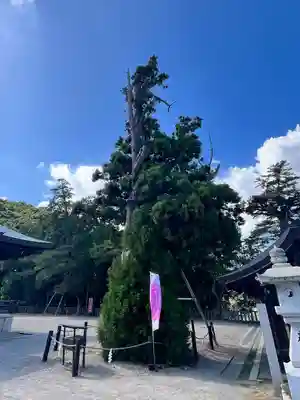吉備津彦神社(岡山県)