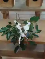 刺田比古神社(和歌山県)