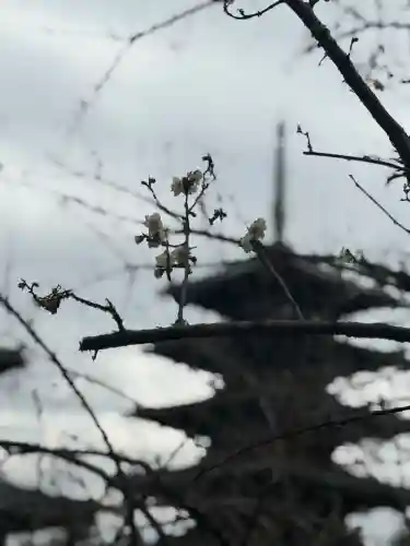 法隆寺の{uncategorized: "未分類", other: "その他", undefined: "問題あり", building: "その他建物", grave: "お墓", sacred_gate: "鳥居", guardian: "狛犬", statue: "像", buddha: "仏像", history: "歴史", nature: "自然", garden: "庭園", animal: "動物", pagoda: "塔", temizu: "手水舎", mountain_gate: "山門・神門", sanctuary: "本殿・本堂", subordinate: "末社・摂社", art: "芸術", scenery: "景色", jizo: "地蔵", ema: "絵馬", goshuin: "御朱印", omikuji: "おみくじ", items: "授与品その他", amulet: "お守り", goshuincho: "御朱印帳", eats: "食事", festival: "お祭り", votive_dance: "神楽", shichigosan: "七五三参", wedding: "結婚式", experience: "体験その他", initially: "初詣", around: "周辺", anti_infection: "感染症対策"}