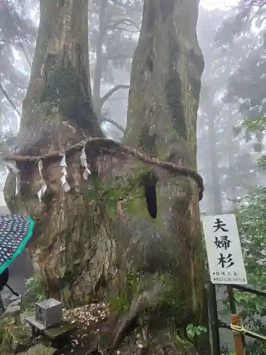 玉置神社(奈良県)