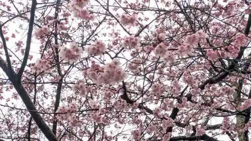 知恩院(京都府)