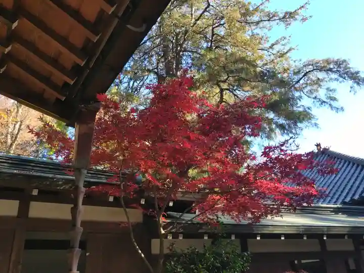 妙法寺(東京都)
