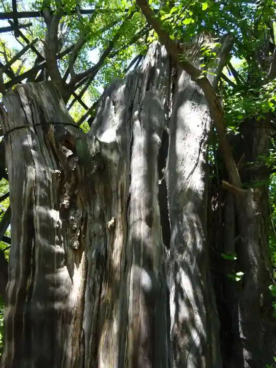 稲毛神社の自然