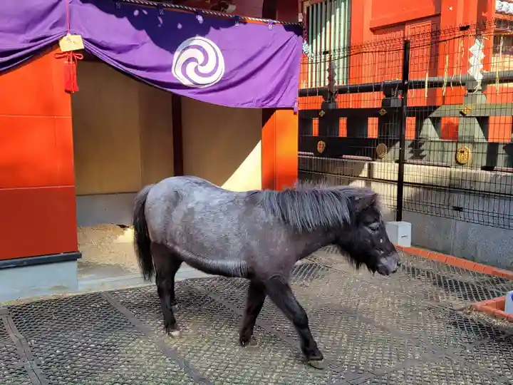 神田神社(神田明神)の動物