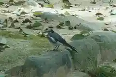 住吉神社の動物